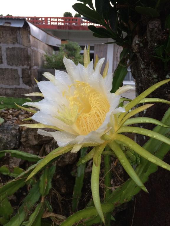 Отель Minshuku Irayoi Ishigaki  Экстерьер фото
